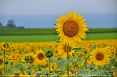 Sunflowers in field against sky