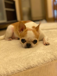 Portrait of dog lying down at home