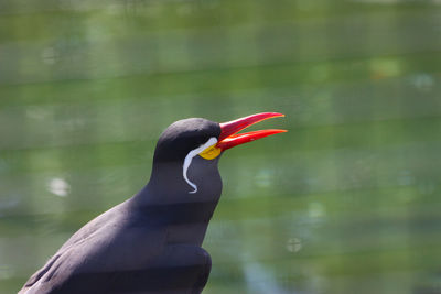 Close-up of a duck in a lake