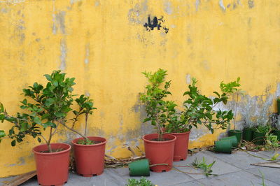 plant