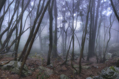 Trees in forest