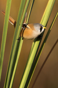 Close-up of a bird