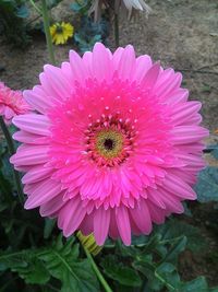 Close-up of pink flower blooming outdoors
