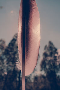 Close-up of plant against blurred background