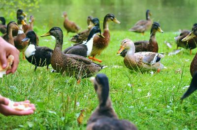 Ducks on grassy field