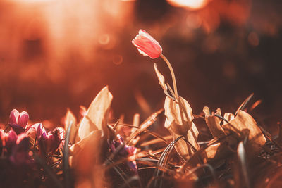 Close-up of flowering plants on field