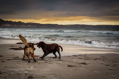 View of dog on beach against sky during sunset