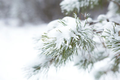 Snow-covered trees in the forest after a snowfall. spruce and pine trees in white, natural 