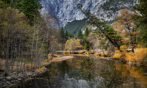 View of stream flowing through forest