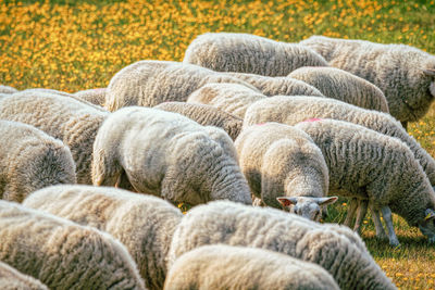 Sheep grazing in a farm