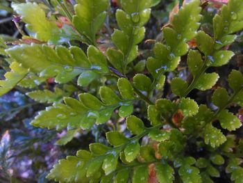 High angle view of wet plant leaves