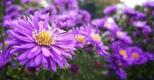 Close-up of purple flowers blooming outdoors