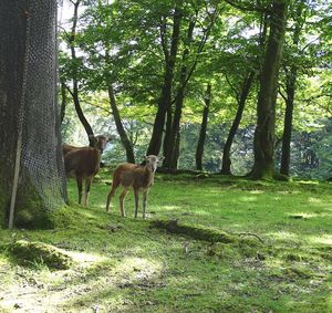 Deer in a forest