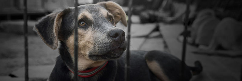 Dog in animal shelter waiting for adoption. dog behind the fences. dog in animal shelter cage.