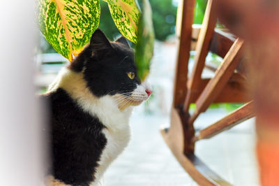 Close-up of a cat looking away