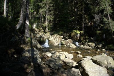 River flowing through rocks in forest