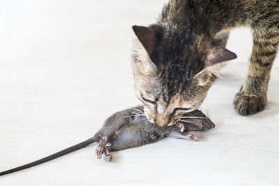 Close-up of cat with rat