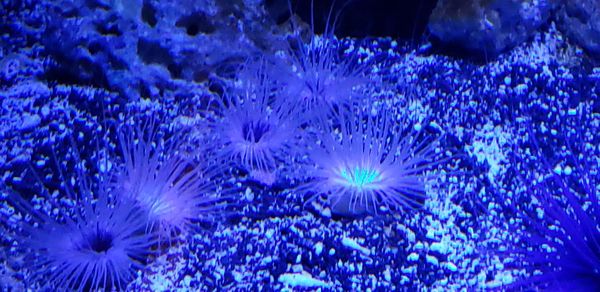 Close-up of coral in sea