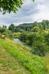 Scenic view of river amidst trees against sky