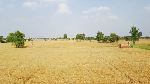 Scenic view of field against sky