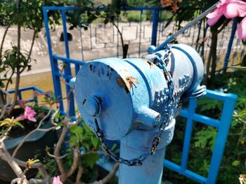 Close-up of blue flower in park