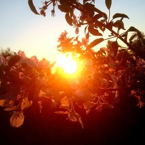 Low angle view of trees against sky at sunset