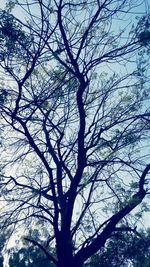 Low angle view of bare trees against sky