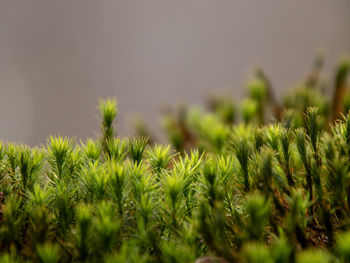 Close-up of crops growing on field