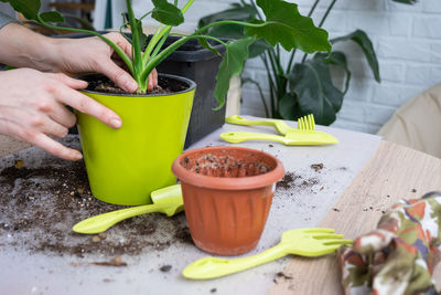 Cropped hand holding potted plant