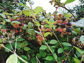 Close-up of fruits growing on tree