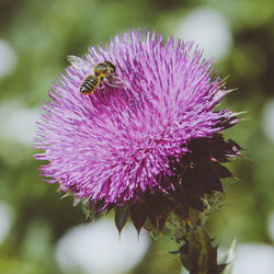 Close-up of bee pollinating on thistle