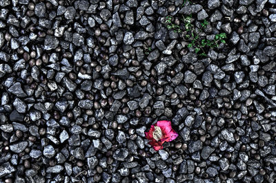 High angle view of flower on stones at field