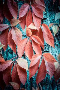 Close-up of autumn leaves on tree