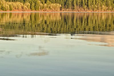 Reflection of trees in water