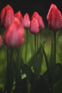 Close-up of wet red flowering plant