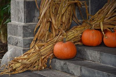 View of pumpkins during autumn