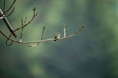 branch