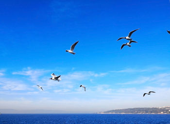 Seagulls flying over sea against sky