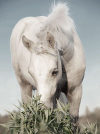 Close-up portrait of horse against sky
