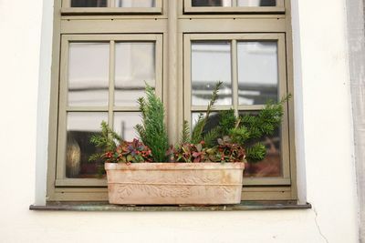 Close-up of plants against window