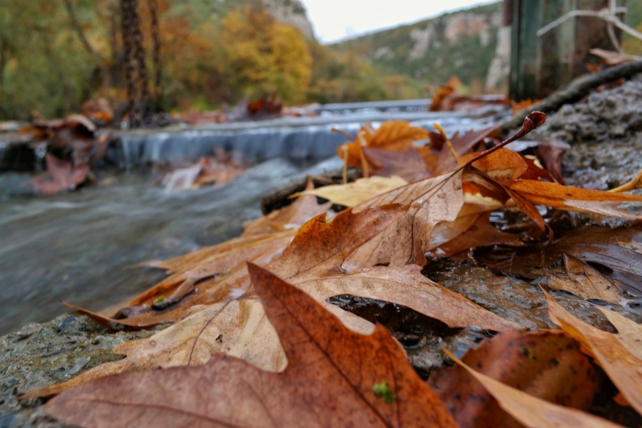 autumn, leaf, change, dry, nature, leaves, outdoors, close-up, no people, day, tree, beauty in nature, maple leaf, maple