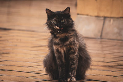 Portrait of black cat sitting on floor