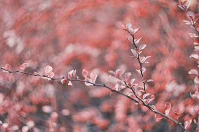 Close-up of cherry blossoms in spring