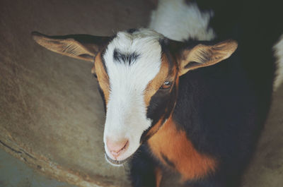 High angle portrait of goat