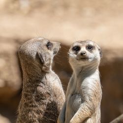 Close-up of meerkats