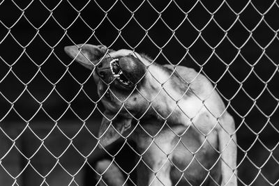 View of chainlink fence in cage at zoo