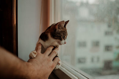 Cropped image of hand holding cat against window