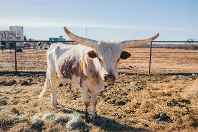 Cow standing on field against sky