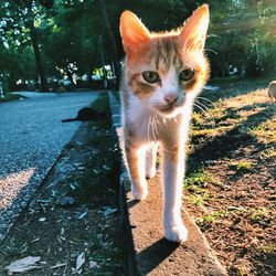 Portrait of ginger cat