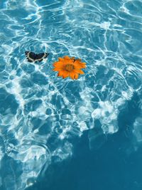 High angle view of flower floating on water and a butterfly flying above the swimming pool